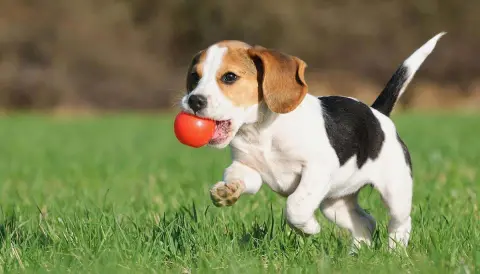 tahahan KÖPEK EĞİTİMİ evcil pet kuaförü EVCİL PET OTELİ İstanbul fotoğraf 4