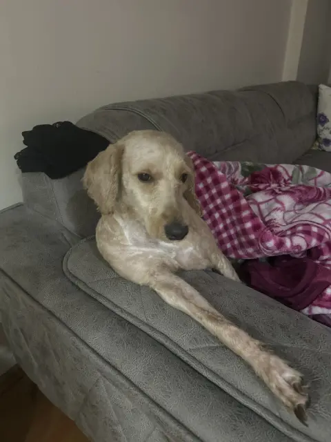 tahahan KÖPEK EĞİTİMİ evcil pet kuaförü EVCİL PET OTELİ İstanbul fotoğraf 5