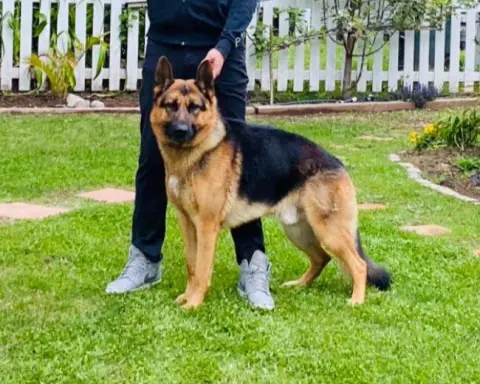 D&C Pet Kuaför & Pet Pansiyon (Karşıyaka) fotoğraf 5