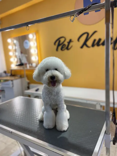 Markamama Petshop & Kuaför fotoğraf 3