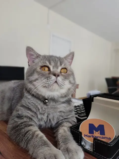 Markamama Petshop & Kuaför fotoğraf 4
