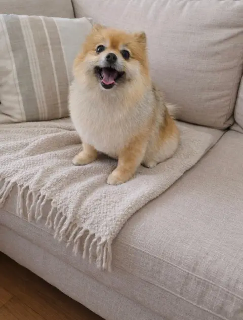 Can Pati Kedi / Köpek Pet Kuaförü İstanbul Pendik fotoğraf 2