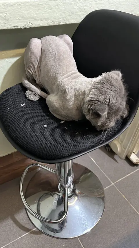 Can Pati Kedi / Köpek Pet Kuaförü İstanbul Pendik fotoğraf 3