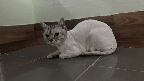 Can Pati Kedi / Köpek Pet Kuaförü İstanbul Pendik fotoğraf 4