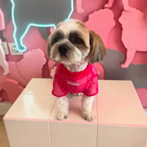 Pink Pug Pet kuaför&Pet shop fotoğraf 3