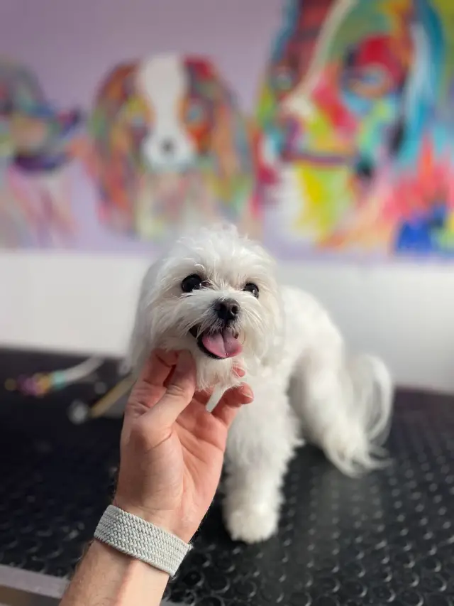 Amor Pet Kuaför işletme fotoğrafı