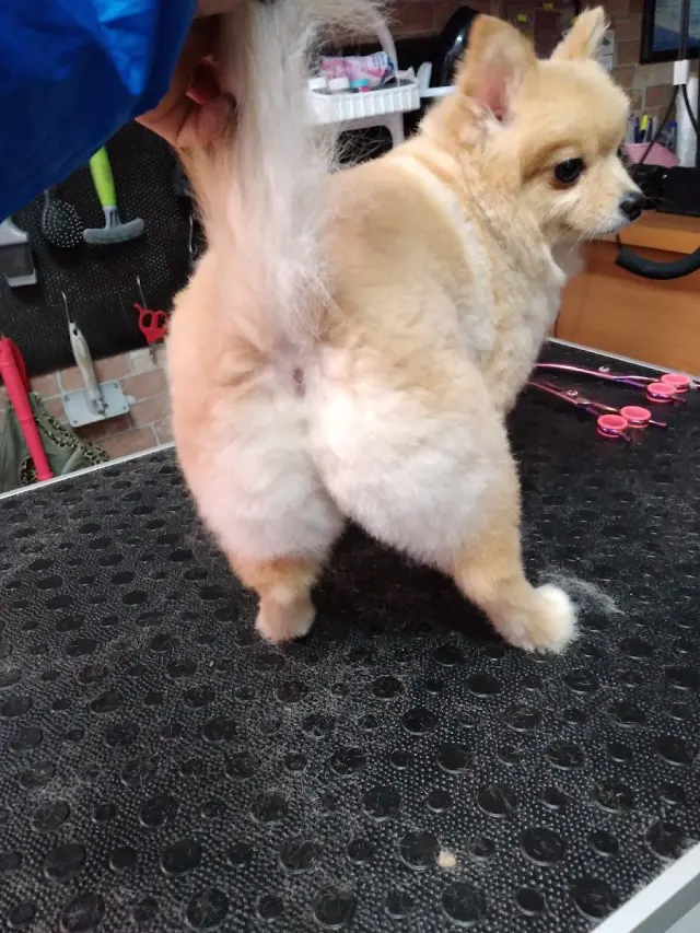 Cool Paws Pet Shop & Pet Kuaför Sevgi Ekinci Tuğrul işletme fotoğrafı