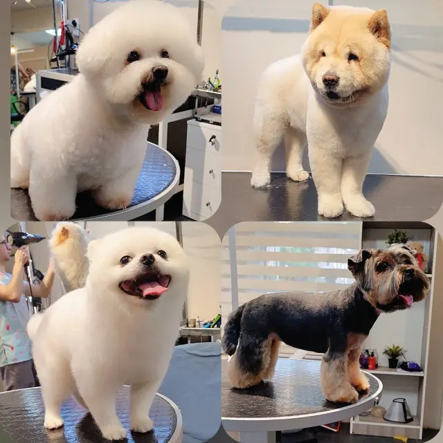 Az Pets Kuaför işletme fotoğrafı