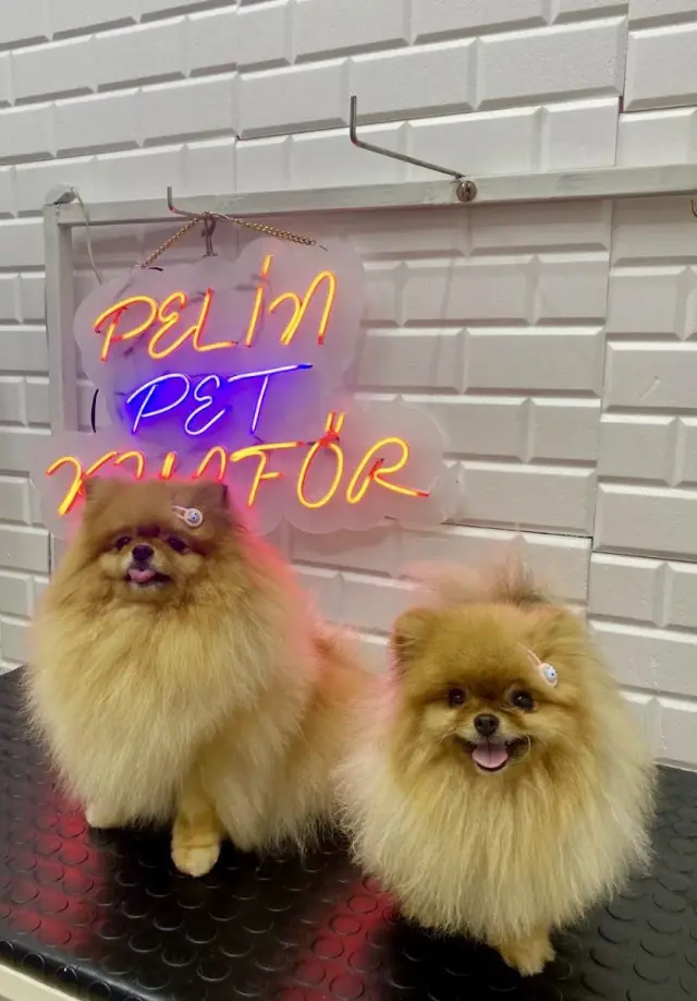 Pelin Pet Kuaför işletme fotoğrafı