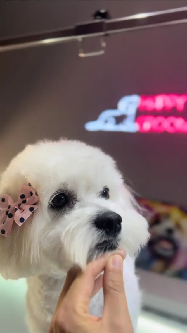 Happy Pet Kuaförü işletme fotoğrafı
