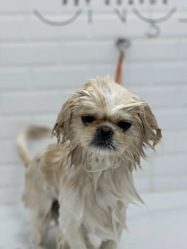 Ponçik Pet Kuaför işletme fotoğrafı
