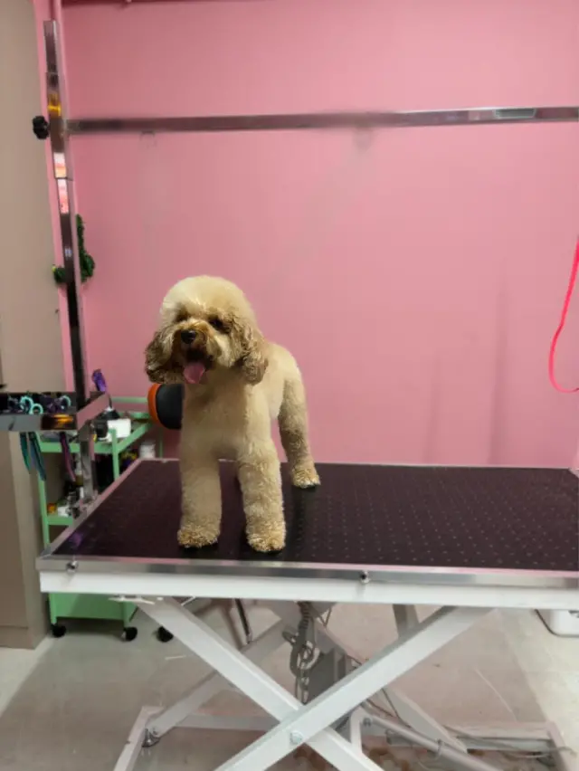 Motipet.co Şişli/Bomonti Pet Kuaför işletme fotoğrafı