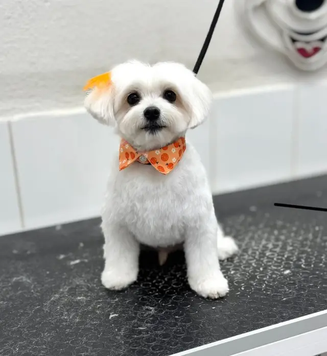Mickey Mouse Petshop & Pet Kuafor işletme fotoğrafı