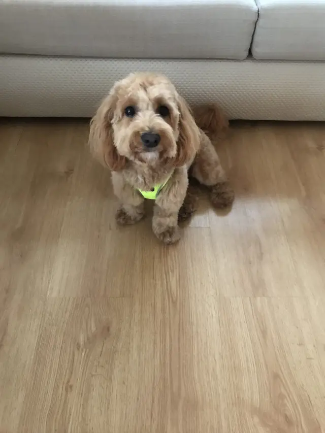 Havalı Pet Kuaför & Shop işletme fotoğrafı