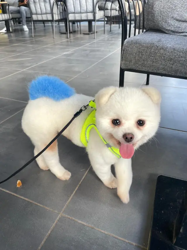 Sevimli Patiler Pet Kuaförü-Pet Otel işletme fotoğrafı