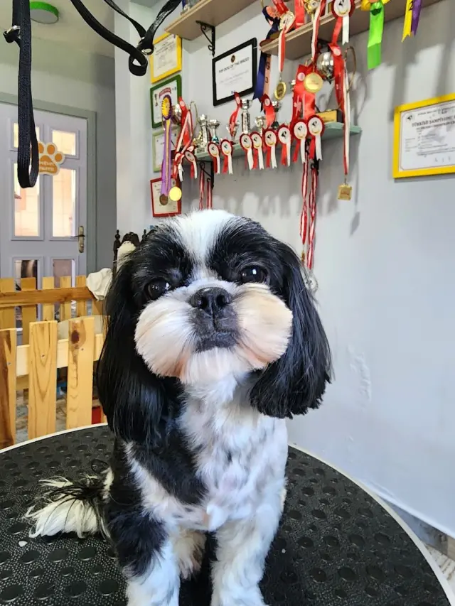 Sihirli Makas Pet Spa & Pet Shop & Pet Kuaför işletme fotoğrafı