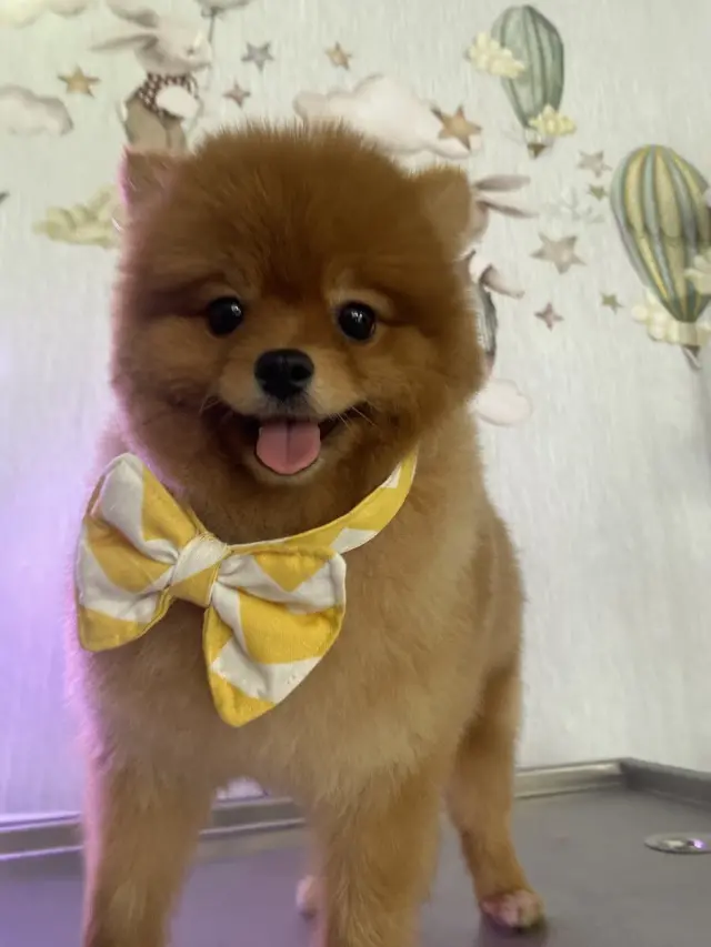 Ankara Keçiören Salem Pet Kuaför işletme fotoğrafı