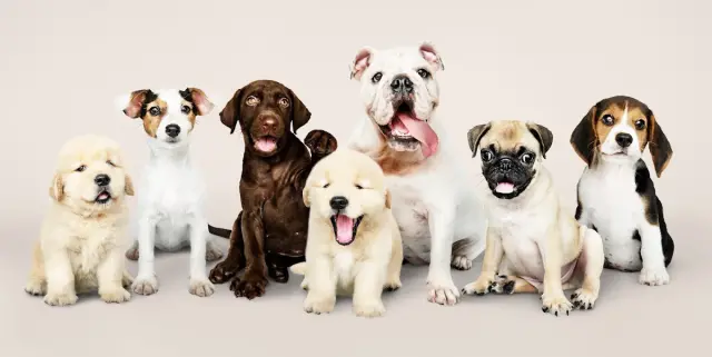 Barkyard Pet Kuaför işletme fotoğrafı