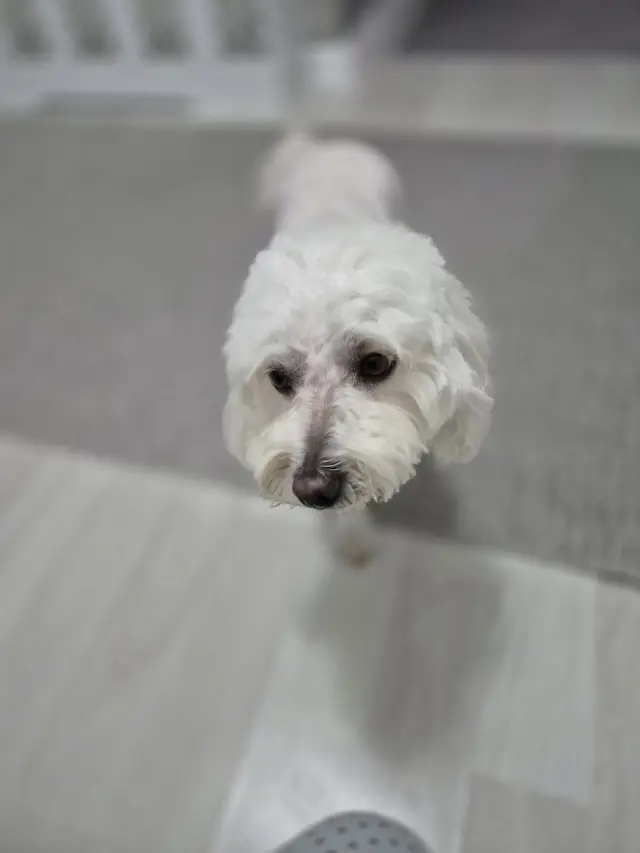 Petdream Pet Kuaför ve Pet Otel işletme fotoğrafı
