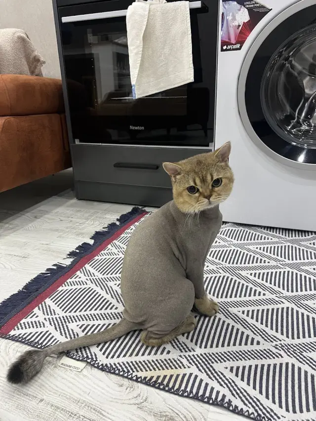 Pet Kuaför ( Kedi ve köpek tıraş) işletme fotoğrafı