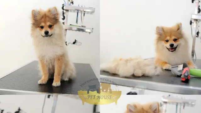 Pet House Pet Kuaför işletme fotoğrafı