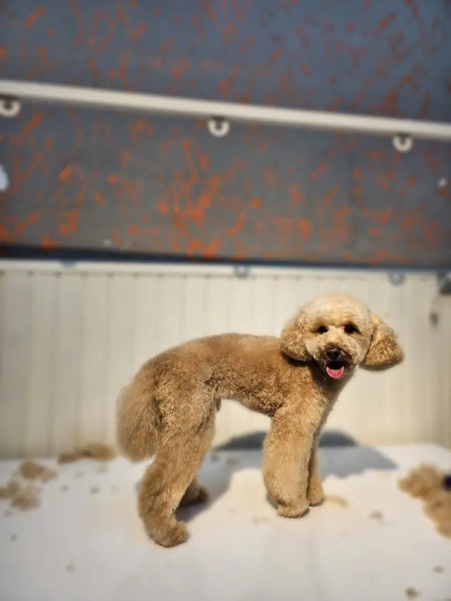 PAWOS Pet Kuaför - Pet Shop işletme fotoğrafı