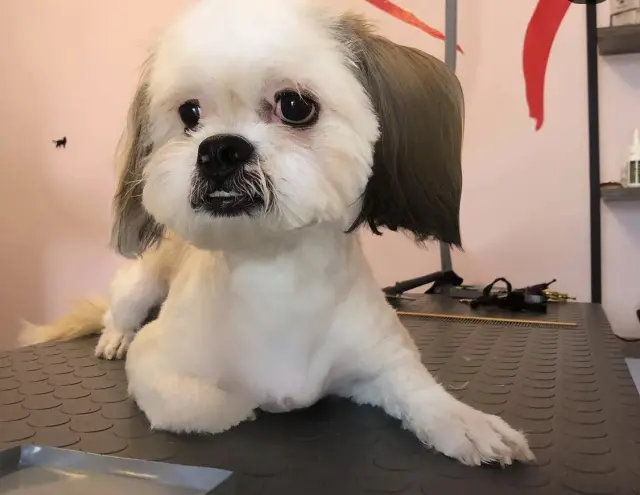 Pet Kuaför Ataşehir işletme fotoğrafı
