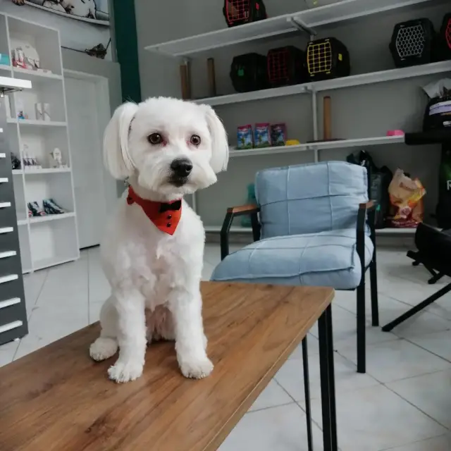 Betty Pet Kuaför & Butik işletme fotoğrafı