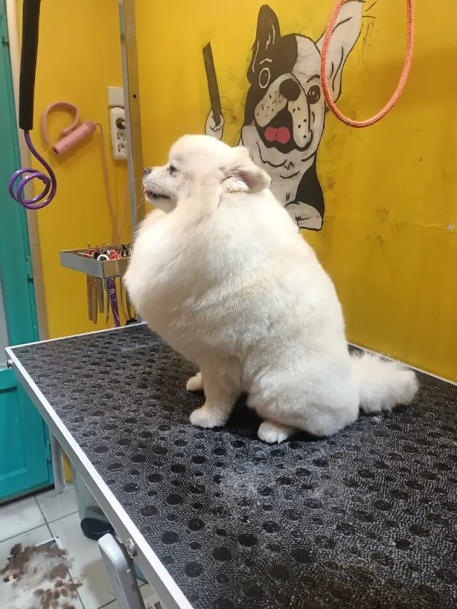 DuSi Pet Kuaför & PetShop işletme fotoğrafı