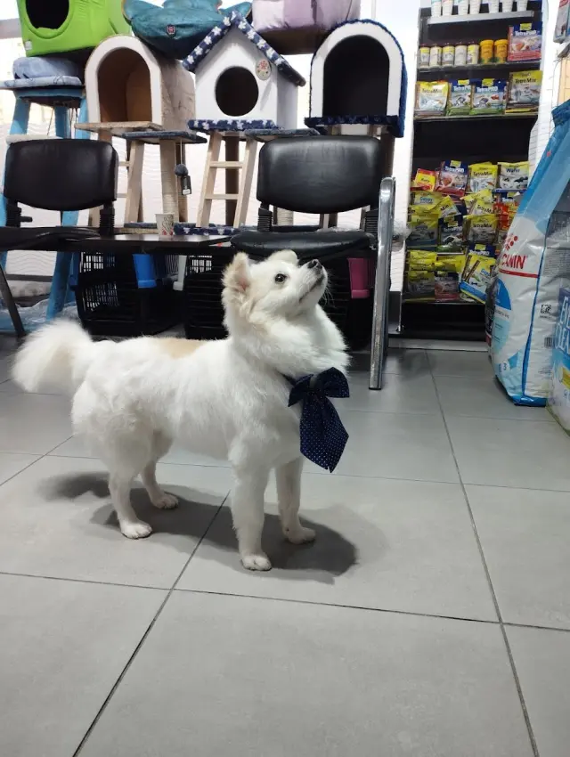 PATİ AVRUPA PETSHOP PET KUAFÖR GAZİOSMANPAŞA işletme fotoğrafı
