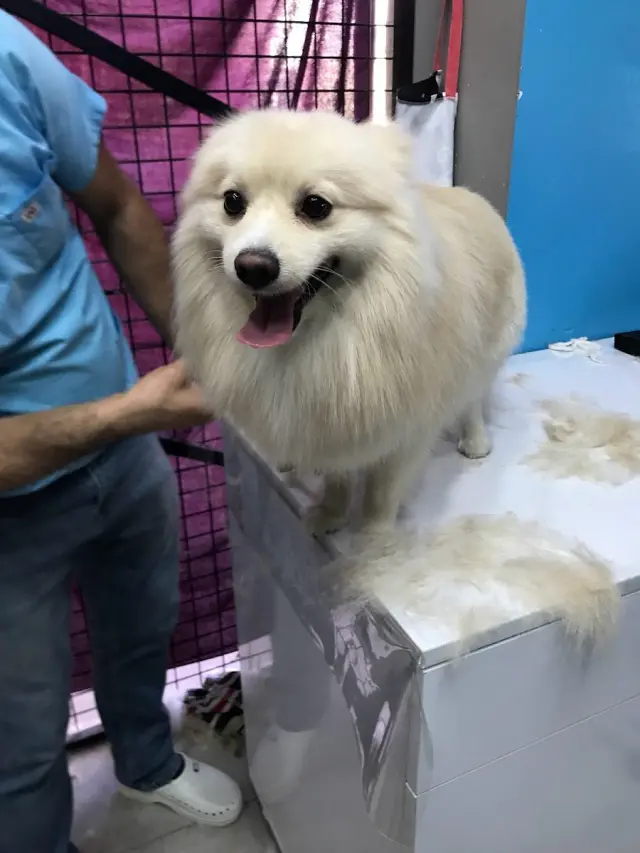 Nadya pet kuaför işletme fotoğrafı