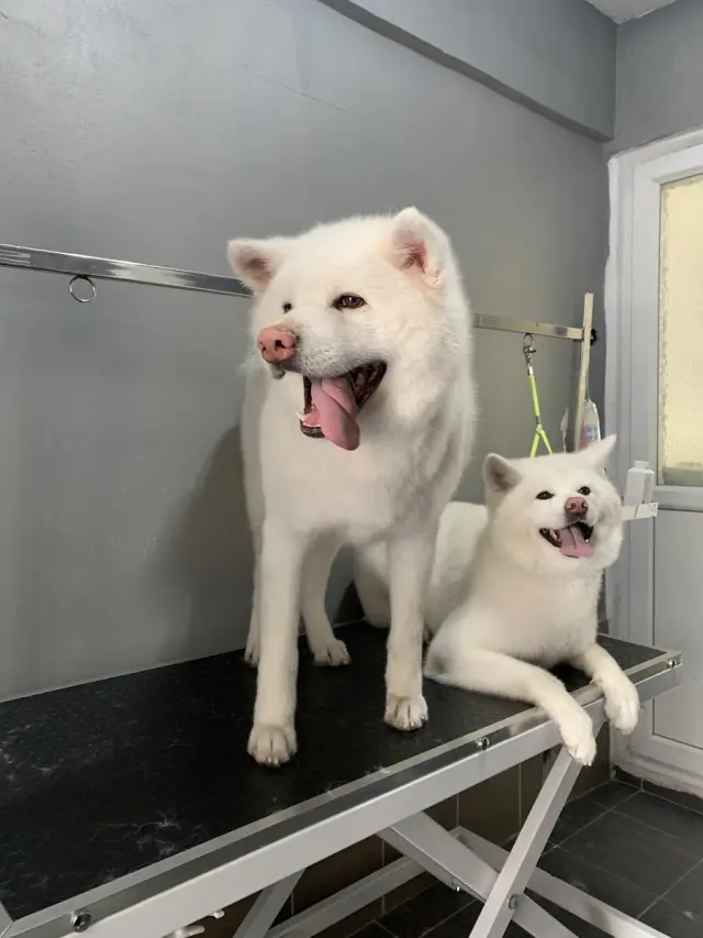 Kavacık Pet Kuaför işletme fotoğrafı