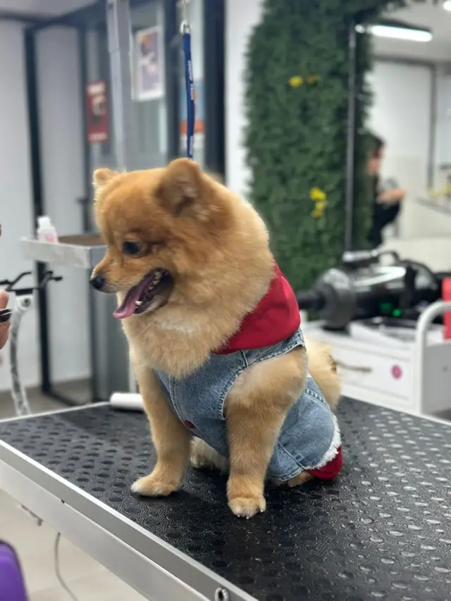Beşiktaş Pet Kuaför işletme fotoğrafı