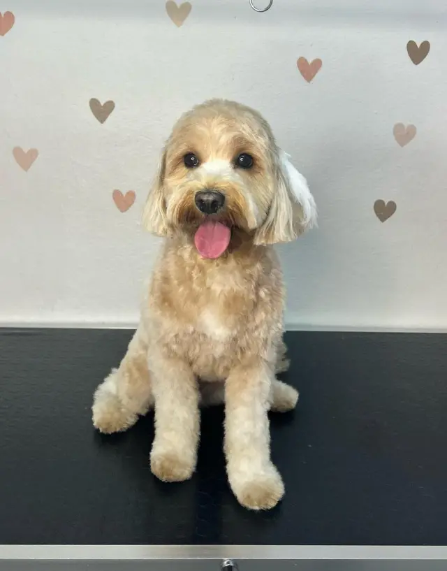 MochyCo Pet Kuaför & Store işletme fotoğrafı
