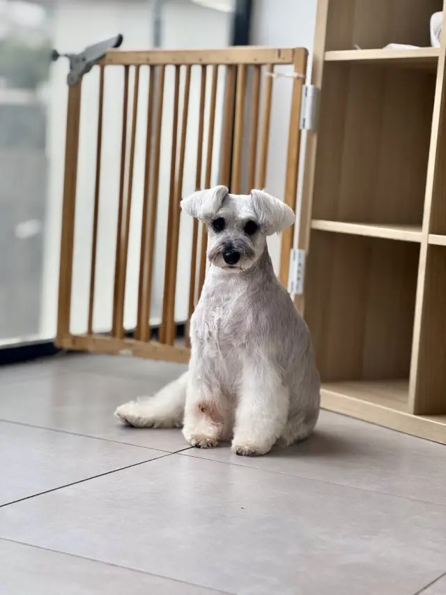 Erkin’in Pet Kuaför Salonu işletme fotoğrafı