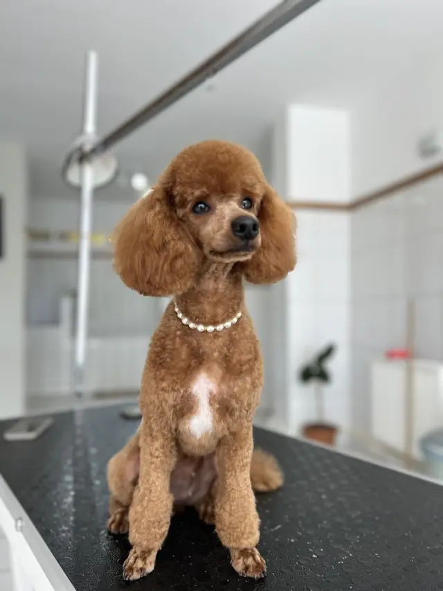 Alâ Pet Kuaför işletme fotoğrafı