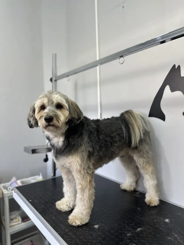 Yonca Petshop & Pet Kuaför işletme fotoğrafı