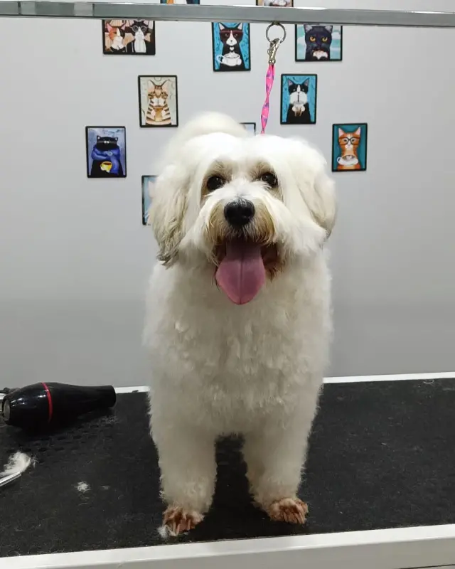 Amazon Veteriner Kliniği & Pet Kuaför İzmit işletme fotoğrafı