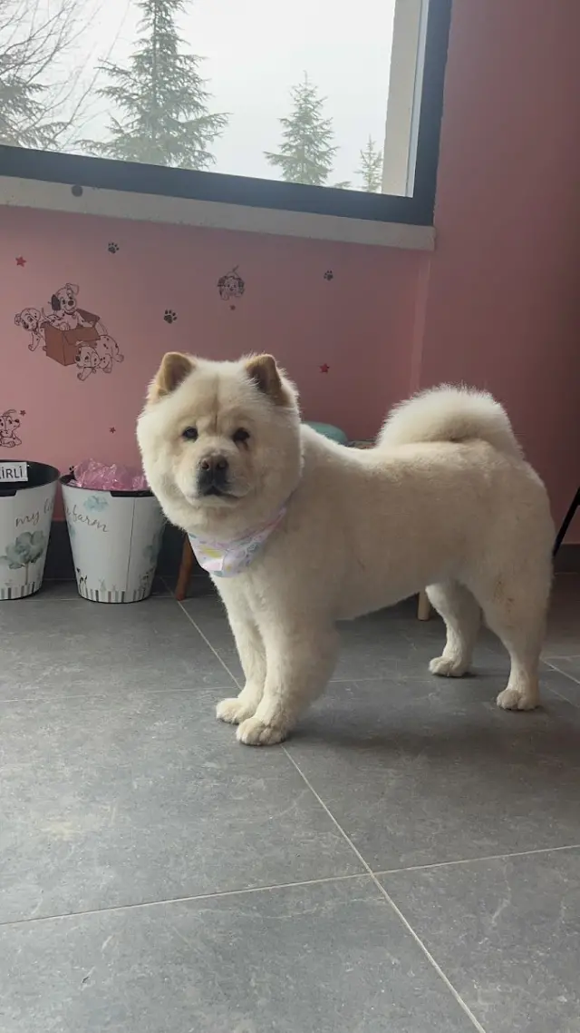 Bandana Bağlıca Pet Grooming/ Pet Kuaför & Boutique işletme fotoğrafı