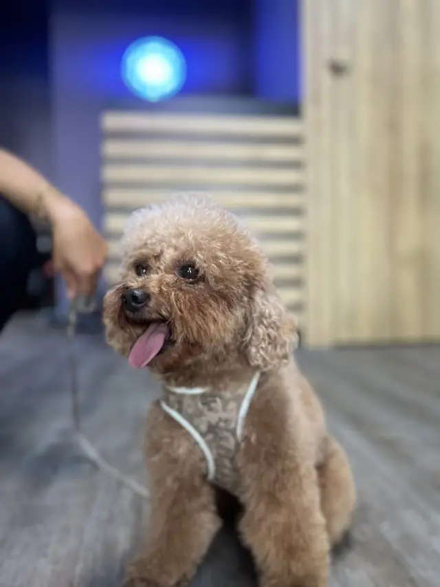 PET KUAFÖR ZEY işletme fotoğrafı