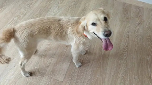 Bağlıca Pet Kuaför işletme fotoğrafı