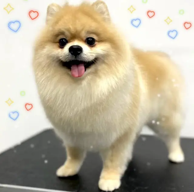 BAHÇELİEVLER ANGEL PET KUAFÖR işletme fotoğrafı