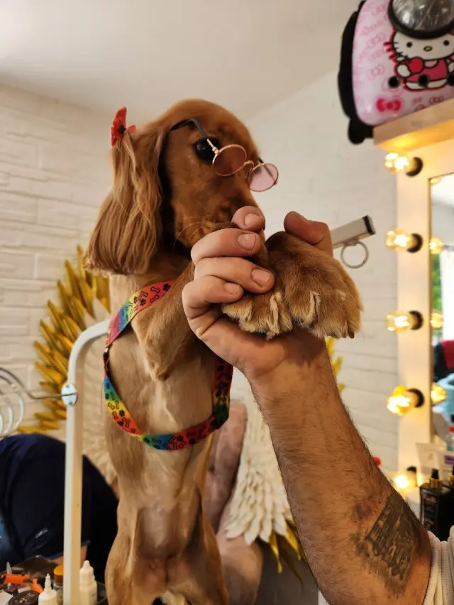 Arthur Pet Kuaför işletme fotoğrafı