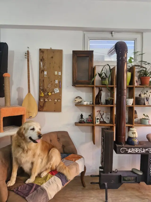 Aslıhanne pet kuaför işletme fotoğrafı