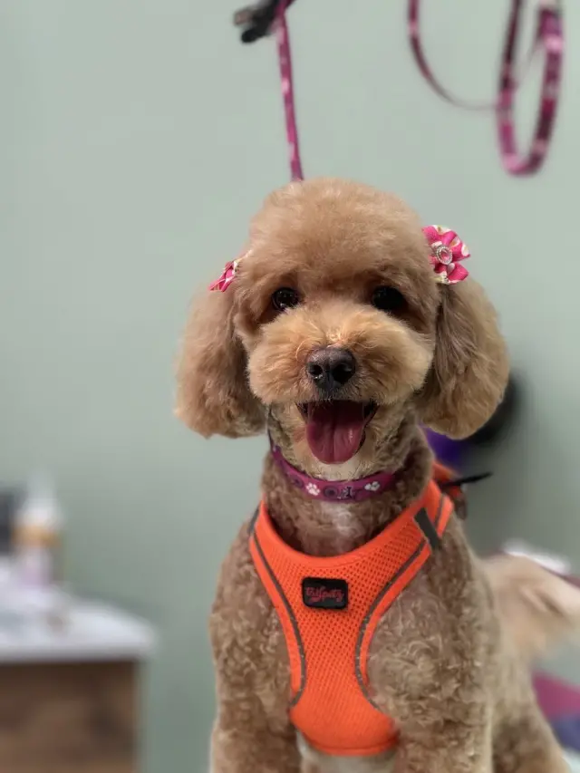 Silivri Pet Kuaför - Pawty House işletme fotoğrafı