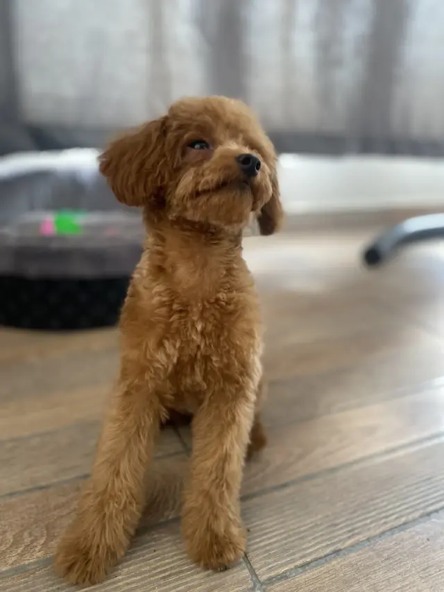 Neige Pet Shop ve Pet Kuaför işletme fotoğrafı