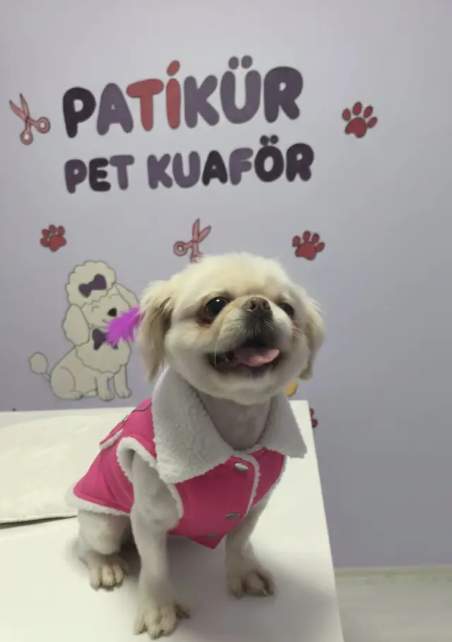 PATİKÜR PET KUAFÖR işletme fotoğrafı