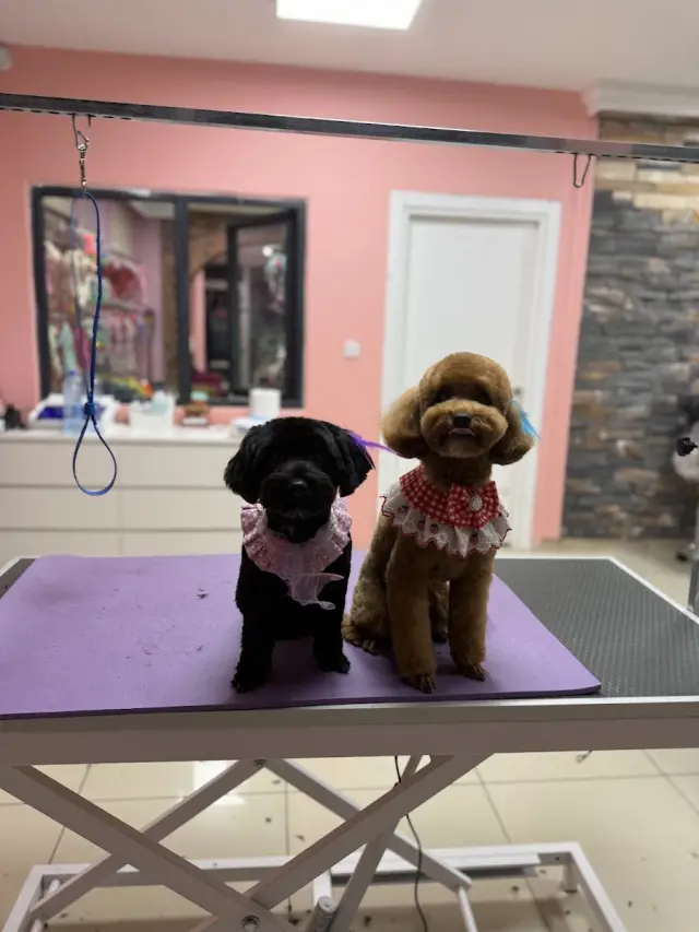 BEE Pet Grooming & SPA | Pet Kuaför& Butik işletme fotoğrafı