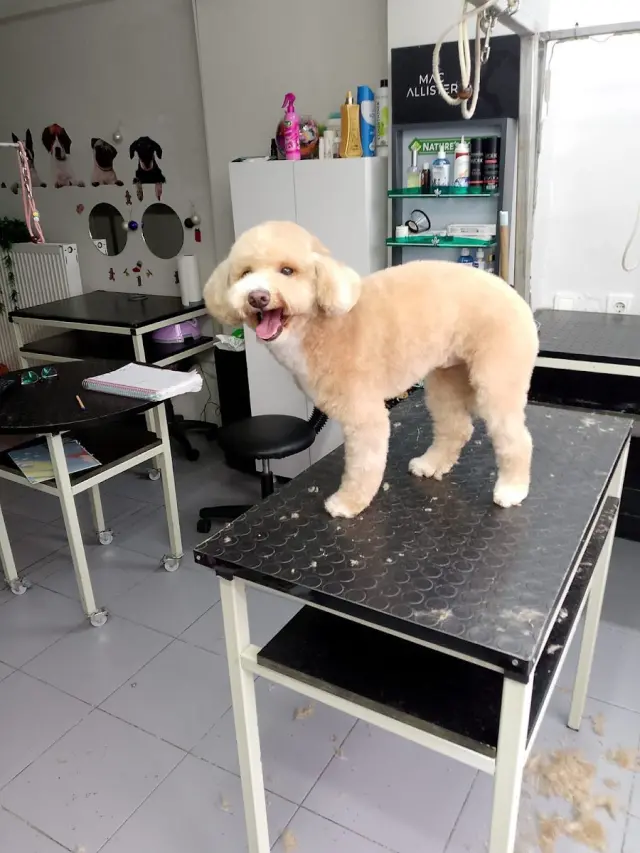 Patiş Grooming Pet Kuaför & Pet Shop işletme fotoğrafı