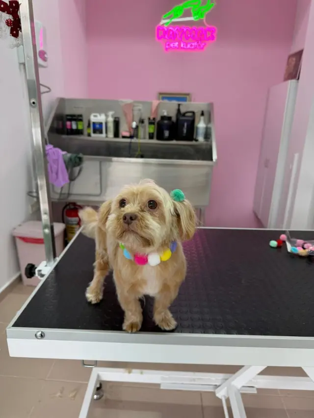 Kaymak Pet Kuaför Üsküdar işletme fotoğrafı